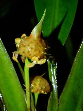 Image of Saxofridericia aculeata Körn.