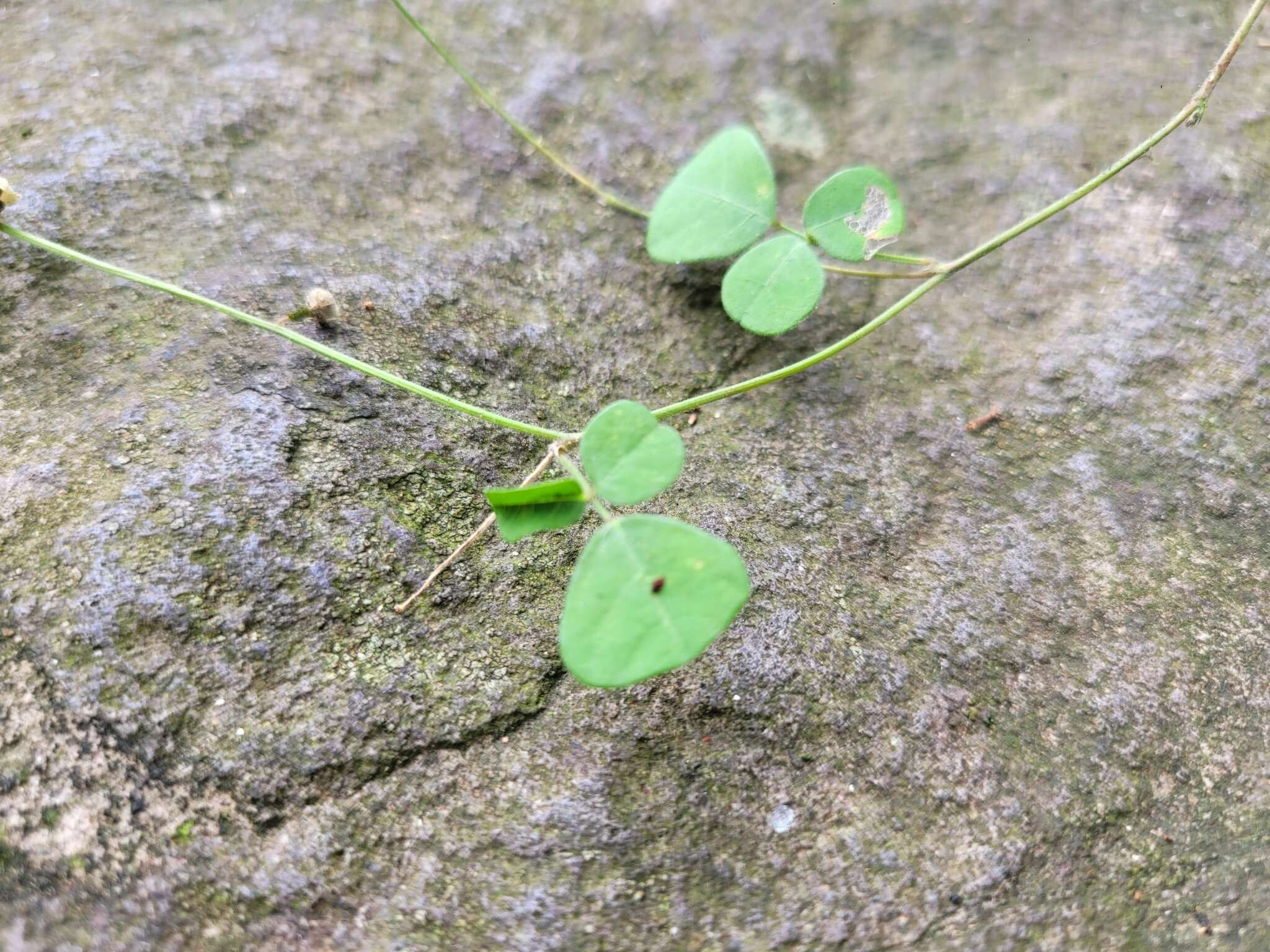 Image of Christia obcordata (Poir.) Bakh. fil.