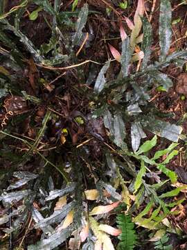 Image of Austroblechnum patersonii subsp. queenslandicum (T. C. Chambers & P. A. Farrant) Gasper & V. A. O. Dittrich