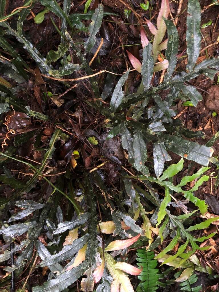 Image of Austroblechnum patersonii (R. Br.) Gasper & V. A. O. Dittrich