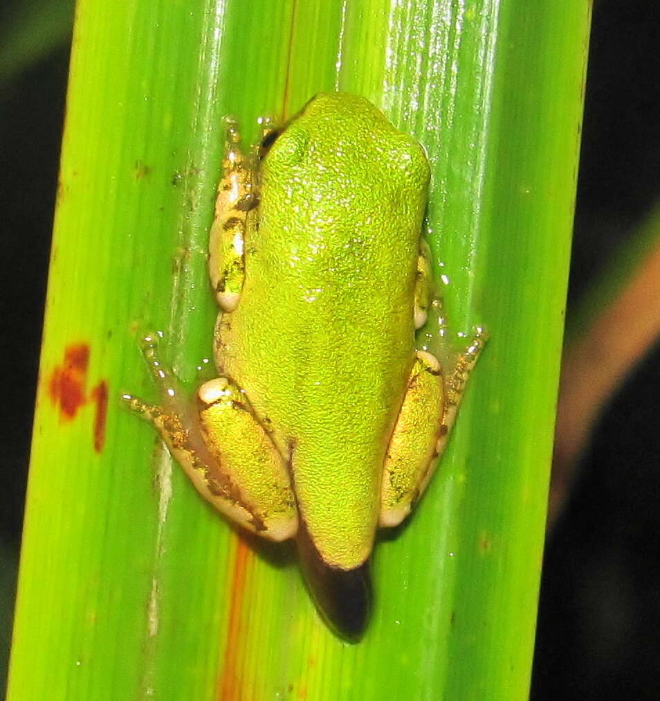 Image de Leptopelis natalensis (Smith 1849)