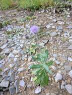 Image of Cirsium arvense var. vestitum Wimmer & Grabowski