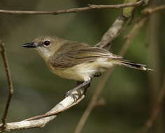 Image of Large-billed Gerygone