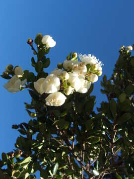 صورة Luma apiculata (A. P. de Candolle) Burret