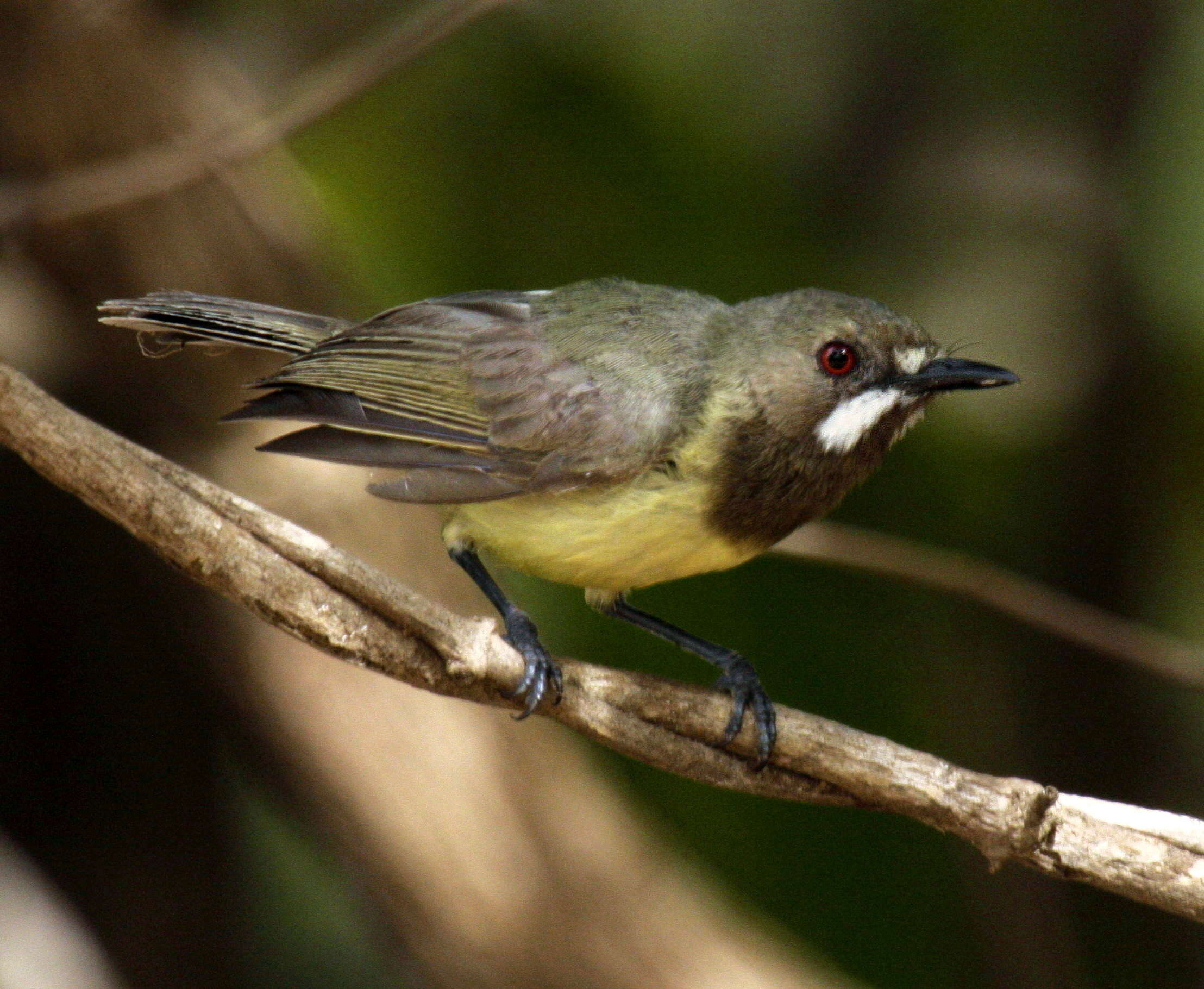 Image of Fairy Gerygone