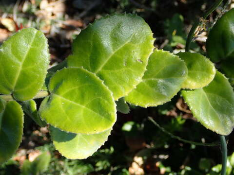 Imagem de Mystroxylon aethiopicum subsp. aethiopicum