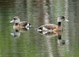 Image of Spotted Whistling Duck