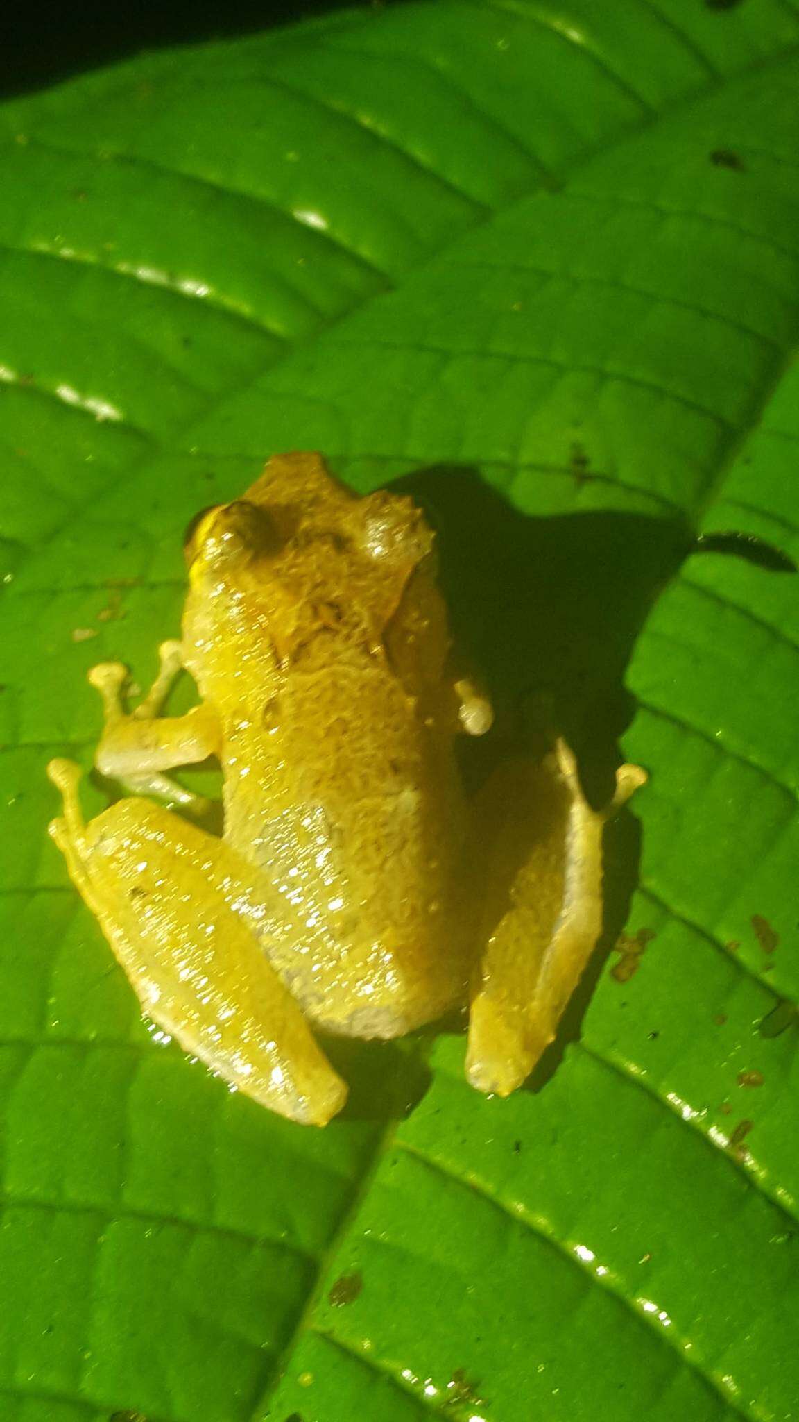 Plancia ëd Pristimantis cerasinus (Cope 1875)