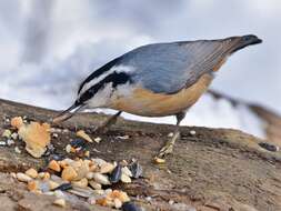 Imagem de Sitta canadensis Linnaeus 1766