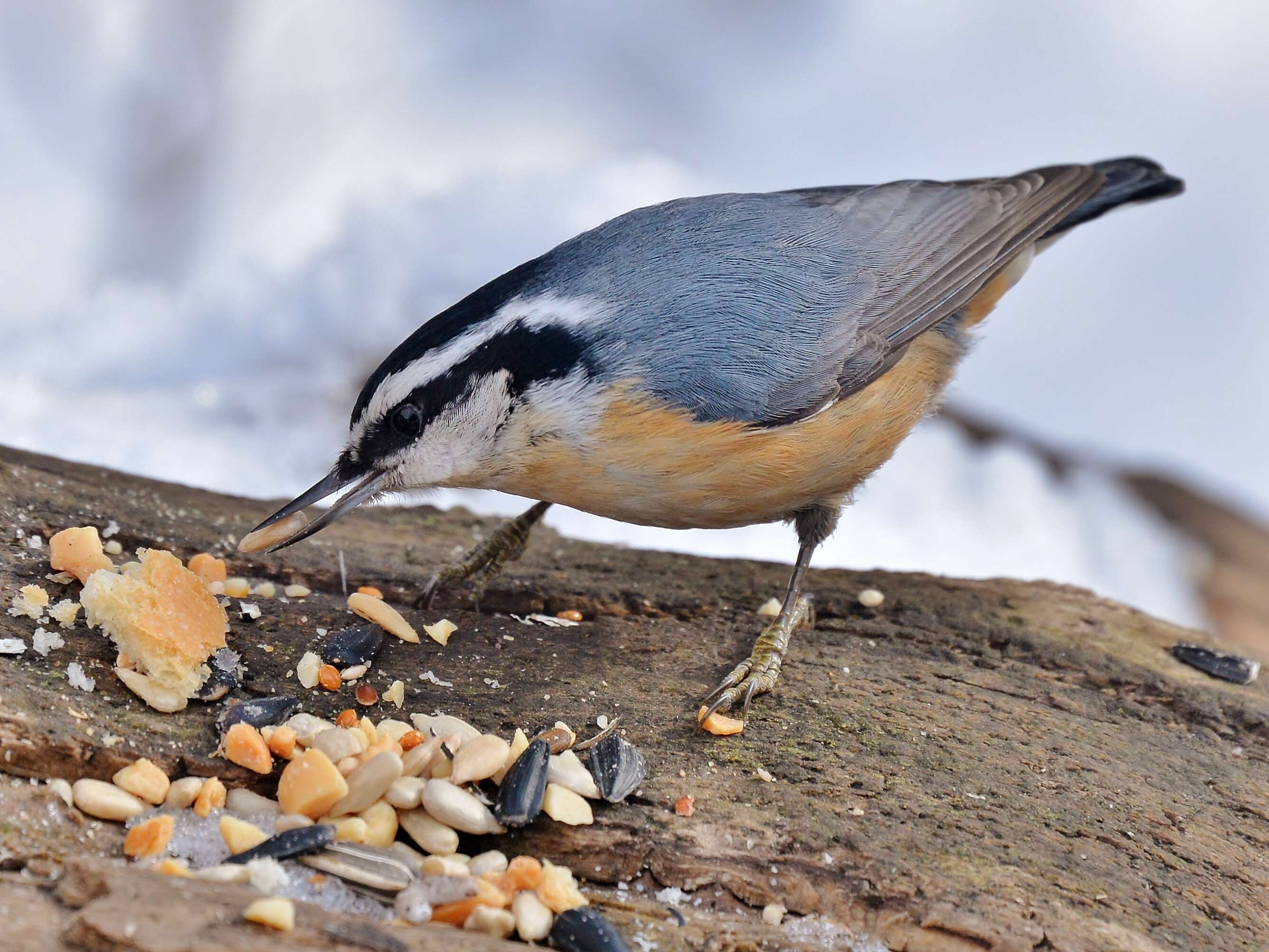 Imagem de Sitta canadensis Linnaeus 1766