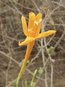 Image de Bignonia longiflora Cav.