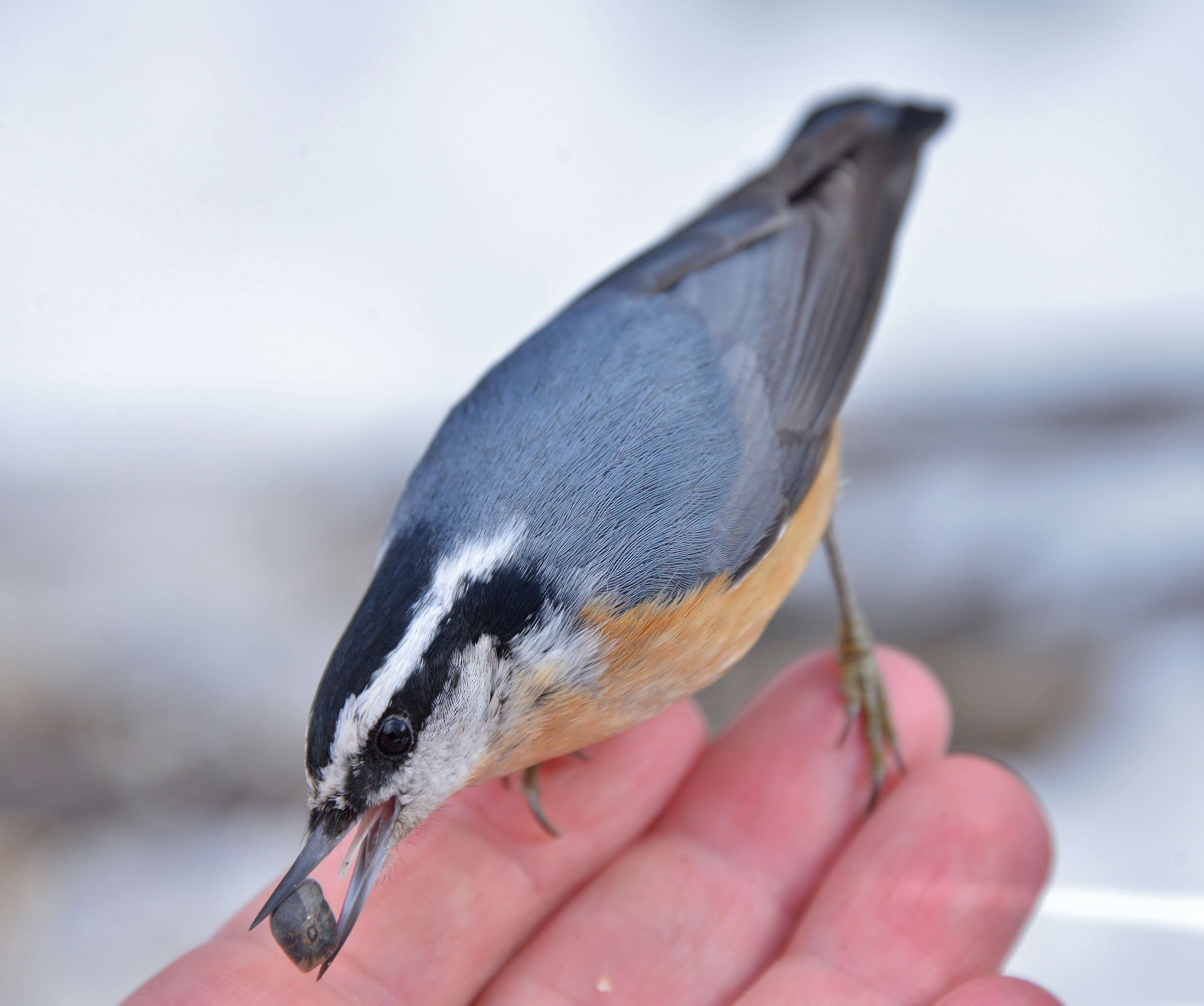 Imagem de Sitta canadensis Linnaeus 1766