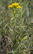 Image of Riddell's Goldenrod