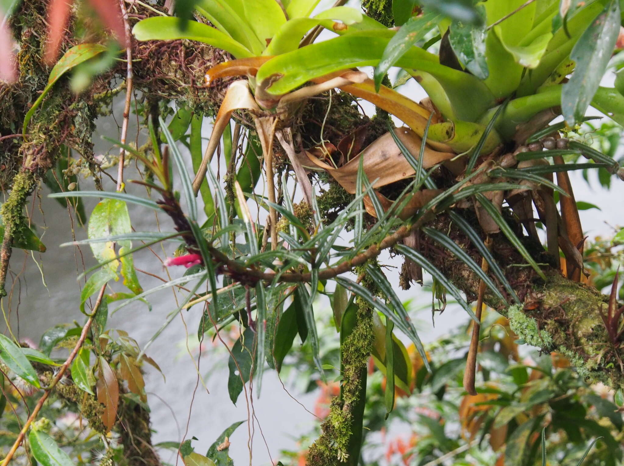 Image of Columnea linearis Oerst.