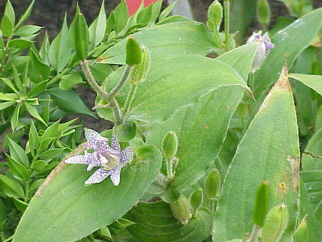 Image of toad lily