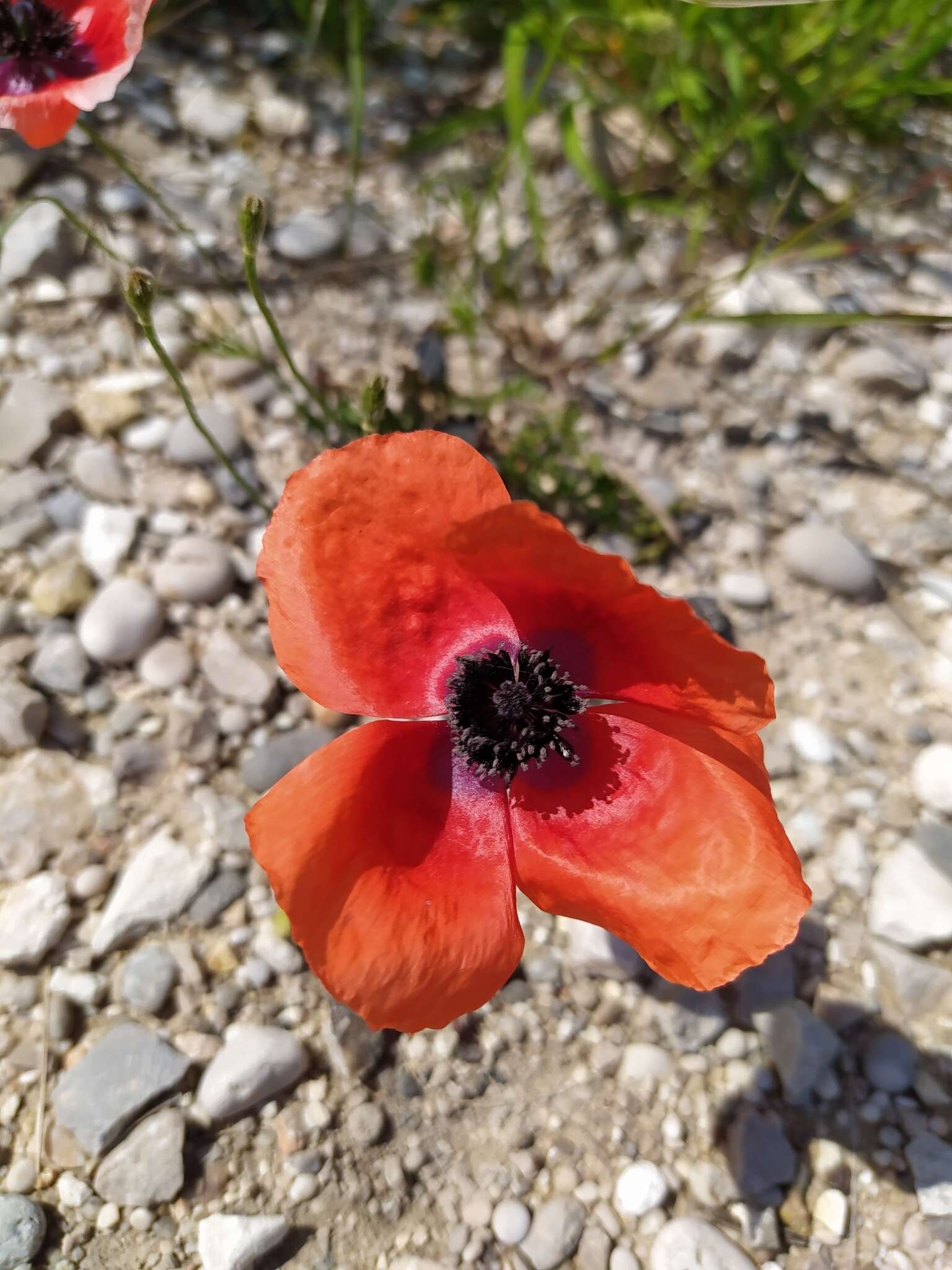 Image of Papaver apulum Ten.