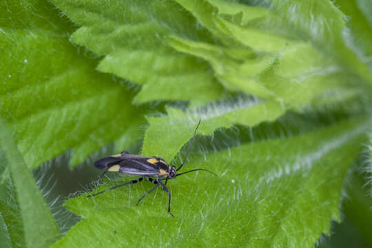 Image of Capsodes flavomarginatus (Donovan 1798)