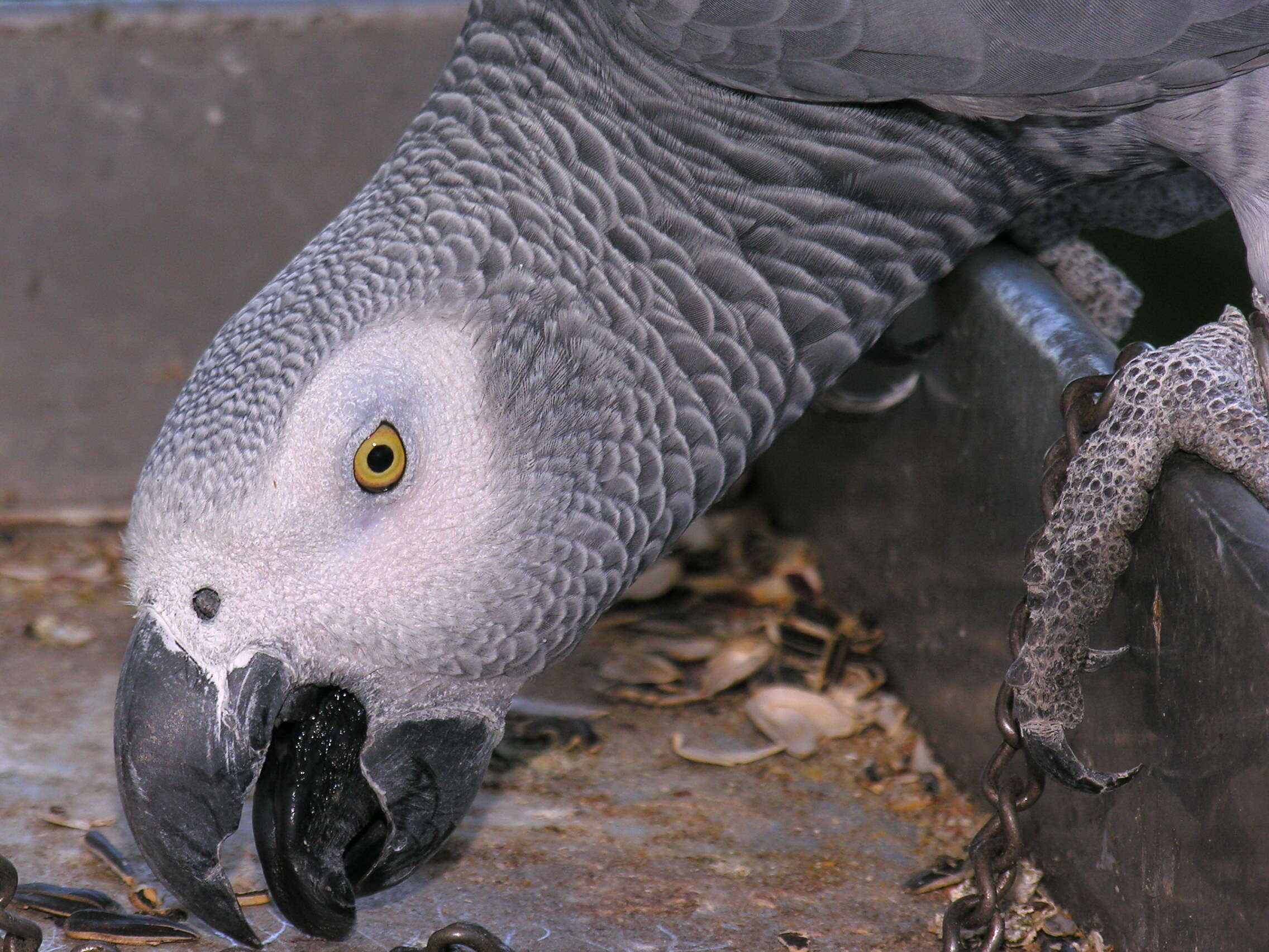 Image de Psittacus Linnaeus 1758