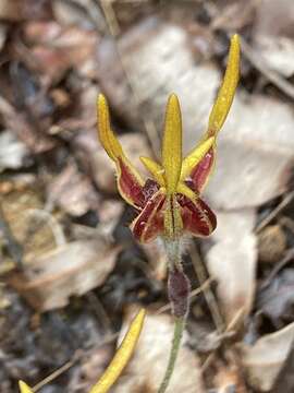 Image of Reaching spider orchid