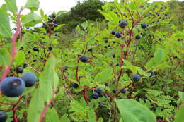 Image of Alaska blueberry