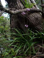 Imagem de Tulbaghia maritima Vosa