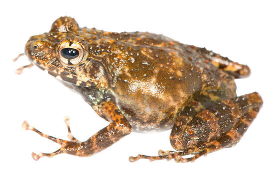 Image of Massif Madagascar Frog