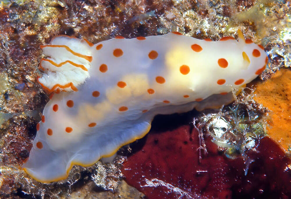 Image of Red spotted transluscent slug