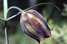 Image of Fritillaria messanensis