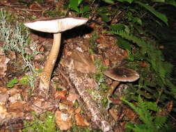 Image of Amanita pekeoides G. S. Ridl. 1991