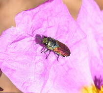 Image of Anthaxia praeclara Mannerheim 1837