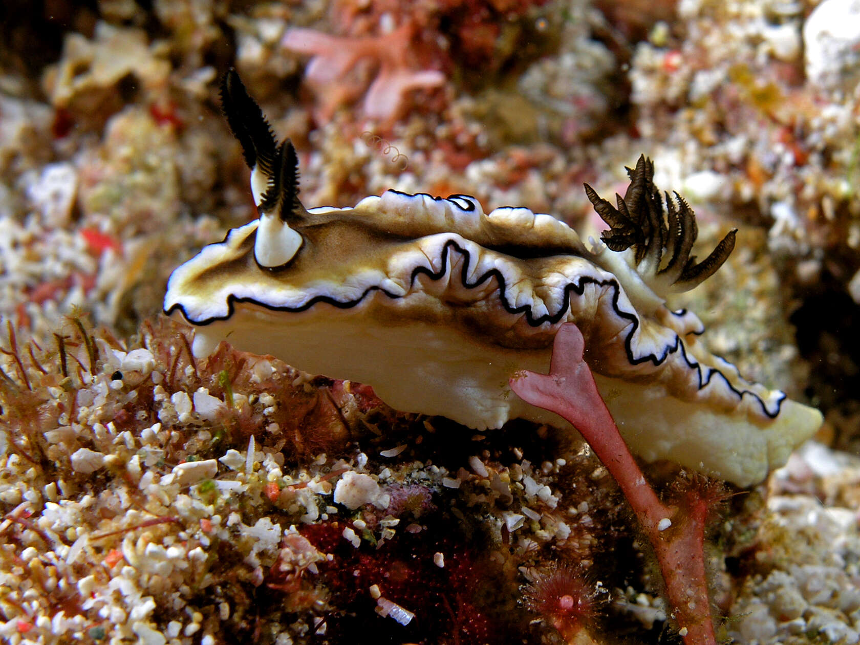 Image of Black margined slug