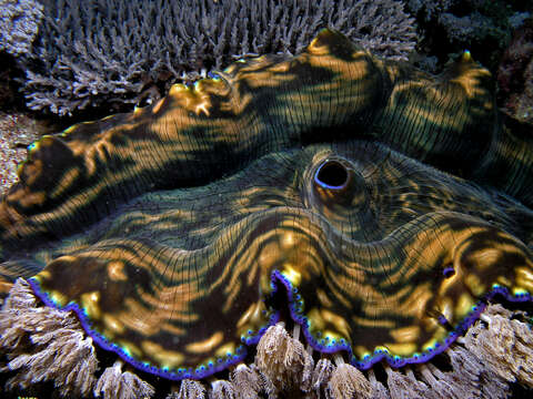 Image of Southern Giant Clam