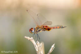 Tramea basilaris (Palisot de Beauvois 1817) resmi