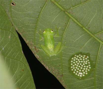 Image of Plantation Glass Frog