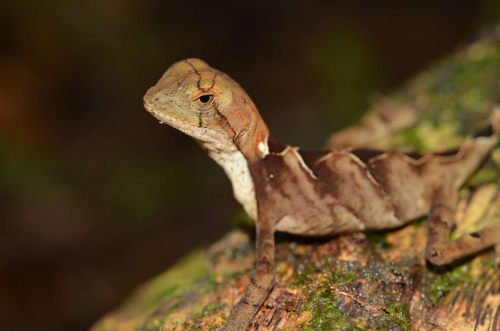 Image of Leeh's Fathead Anole