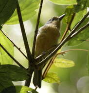 Image of Bower's Shrike-thrush