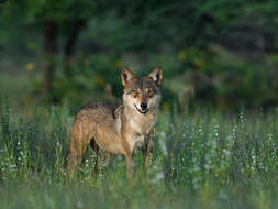 Imagem de Canis lupus pallipes Sykes 1831