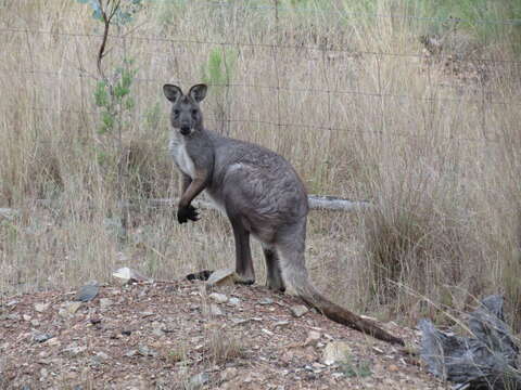 Image of Red kangaroo