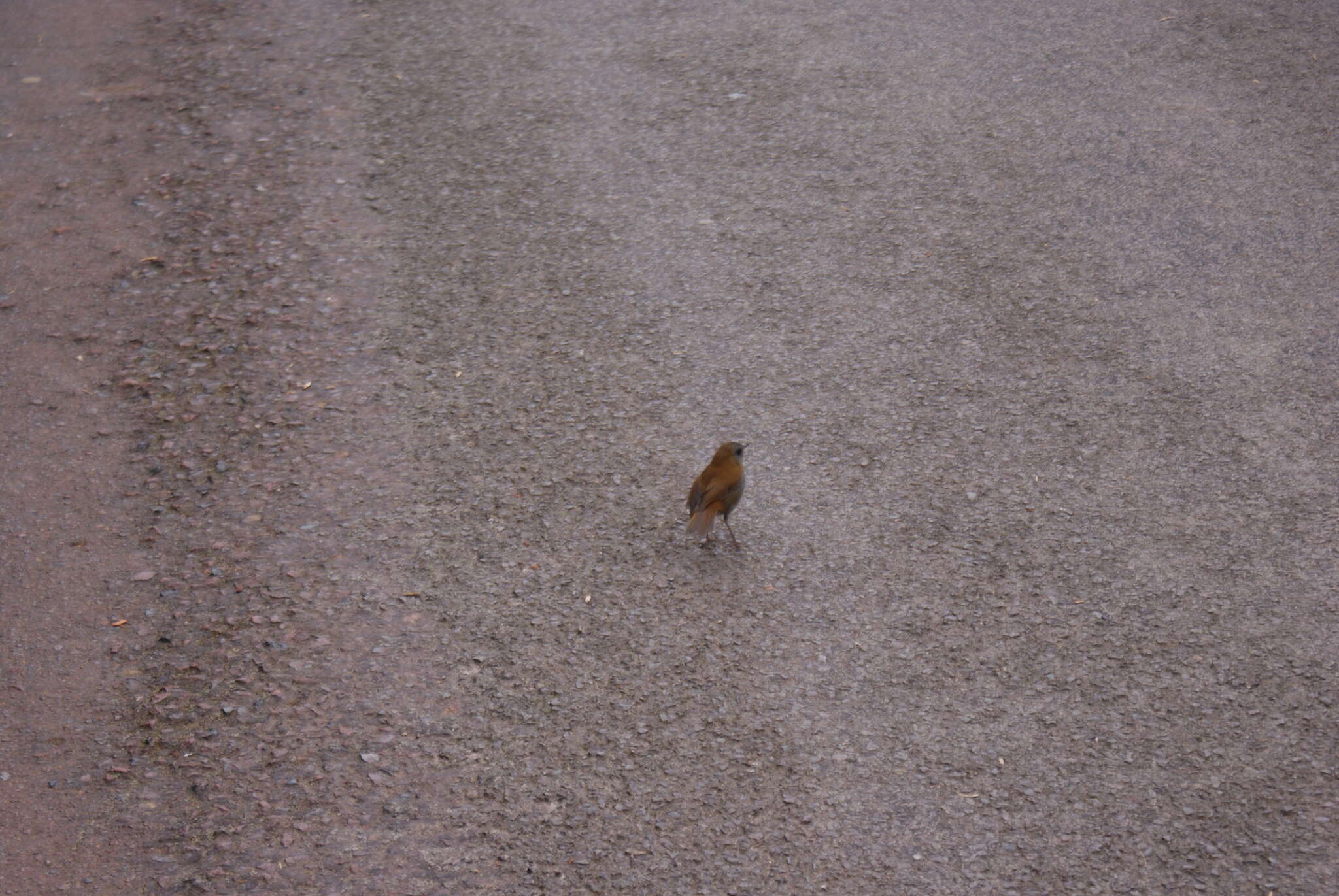 Image of Black-billed Nightingale-Thrush