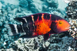 Image of Banded maori wrasse