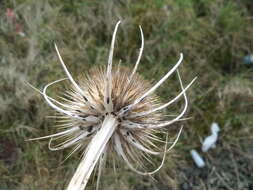 Image of Dipsacus fullonum