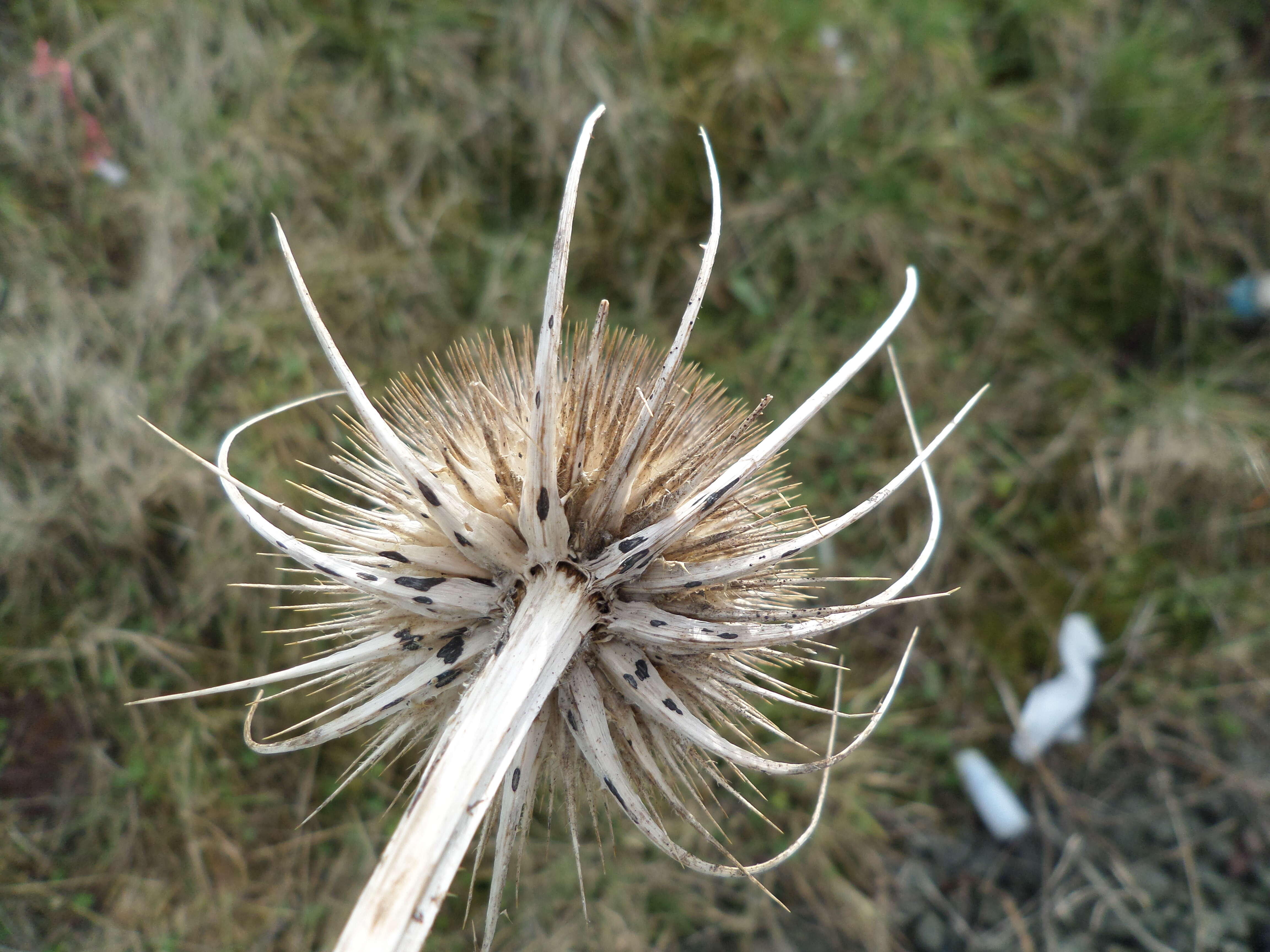 Image of Dipsacus fullonum