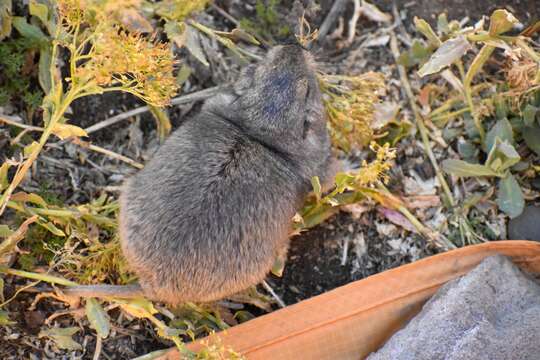 صورة Ctenomys sericeus J. A. Allen 1903