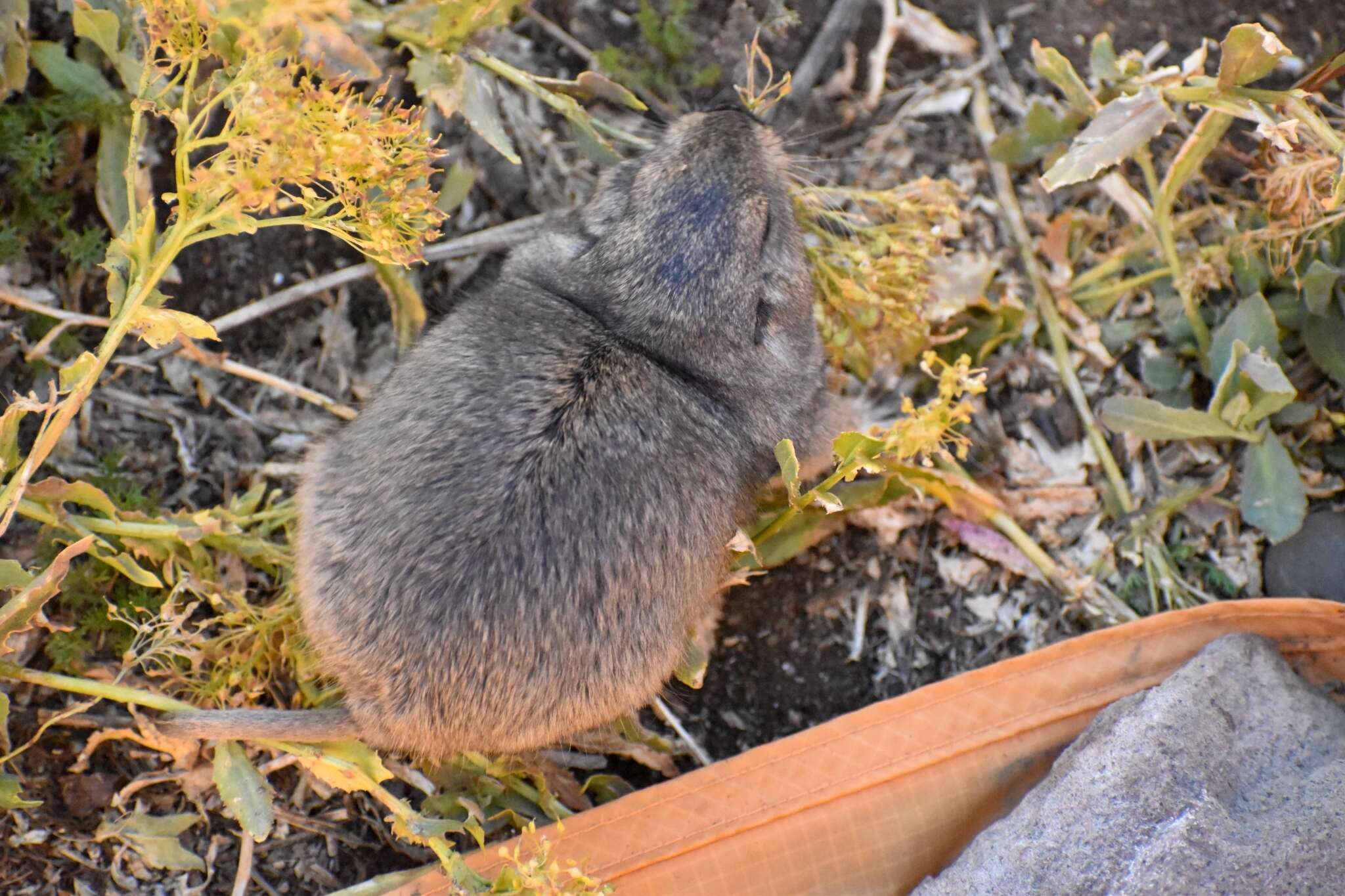 Ctenomys sericeus J. A. Allen 1903 resmi