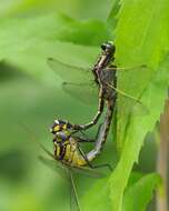 Gomphurus fraternus (Say 1840) resmi