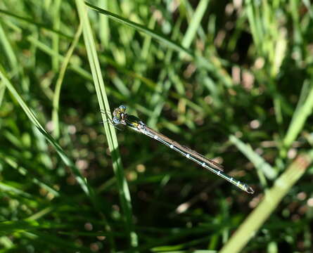 Image of Austrolestes cingulatus (Burmeister 1839)