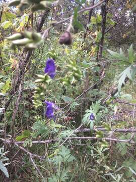 Image of Aconitum volubile Pall.