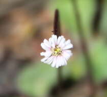 صورة Lagenophora lanata A. Cunn.