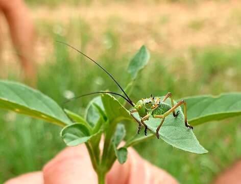 Image of Armoured Katydid