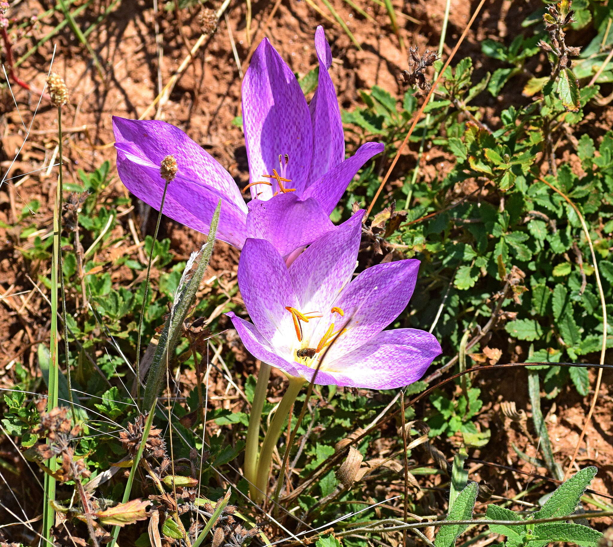 Image of Colchicum bivonae Guss.